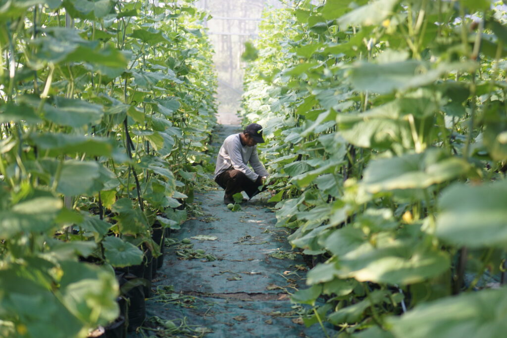 Foto Greenhouse Melon Kadipiro