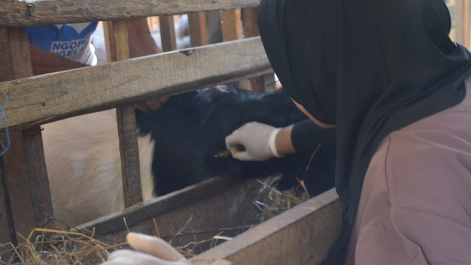 Mahasiswa KKN-PPM UGM Dukung Kesehatan Ternak melalui Pemberian Vitamin B Kompleks kepada Peternak Kambing